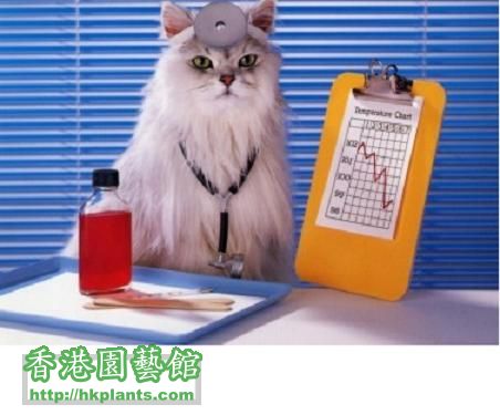 1275425049-catdoctor.jpg