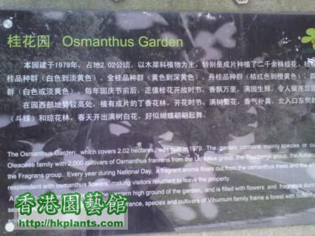 上海植物園 - 桂花園.JPG