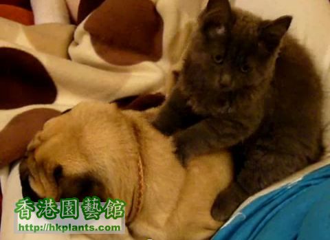 cat-give-dog-a-massage-1.jpg