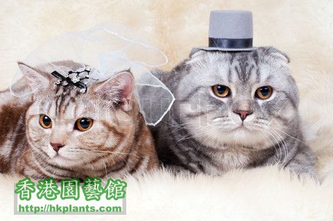 3295899-36552-beautiful-adult-cat-wedding-couple-breed-scottish-straight-and-sco.jpg