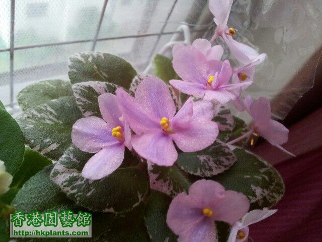 20120501_174119-picsay.jpg