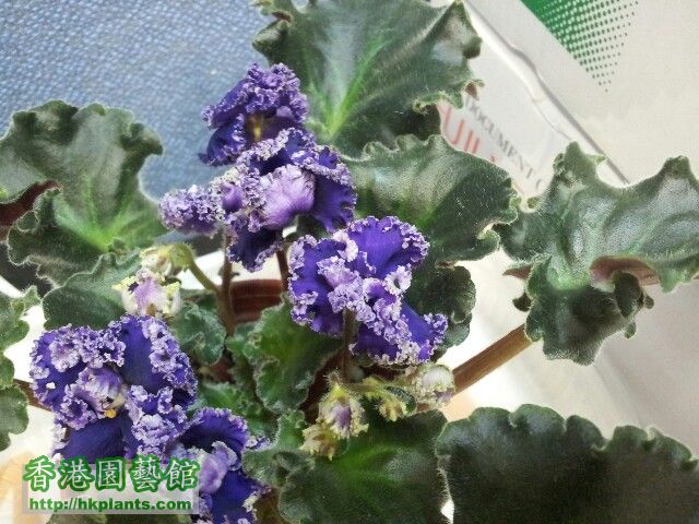 20120502_123547-picsay.jpg