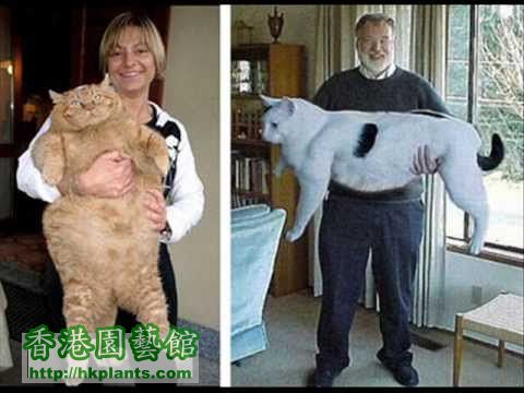 img_5816_worlds-biggest-cat-1.jpg