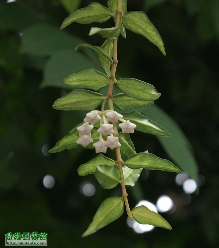 2012-05-01-4-Hoya bella variegata.jpg