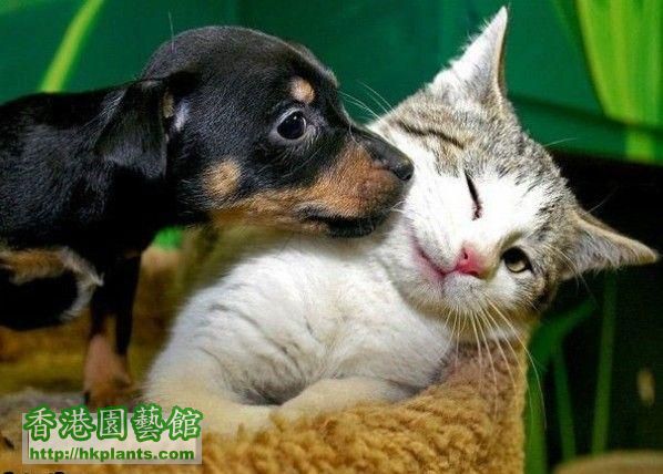 Dog_And_Cat_Kiss.jpg