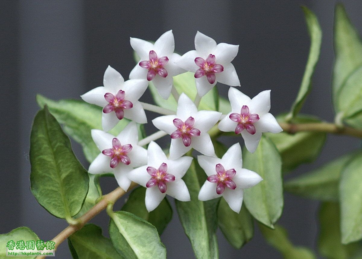 2012-05-04-3-Hoya bella variegata.jpg