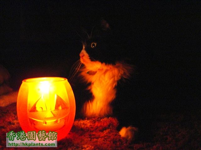 halloween_candle_and_cat1.jpg