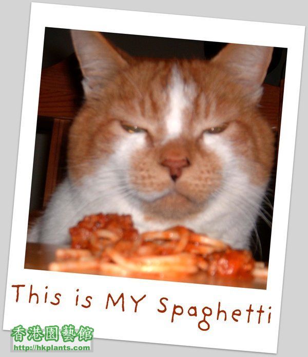 My_Spaghetti_by_Kaeljia.jpg