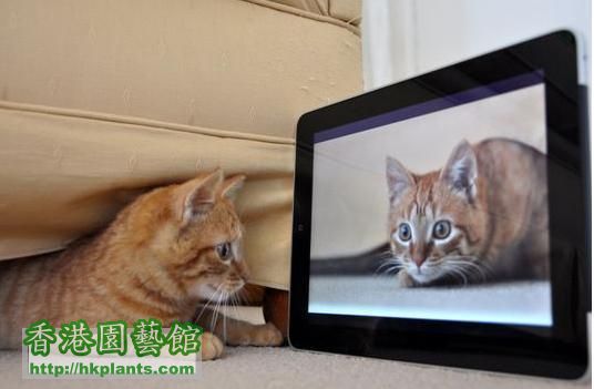 ipad cat.JPG