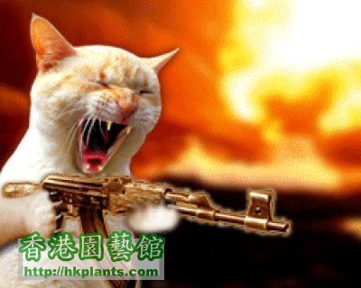 cat machine gun cat.jpg