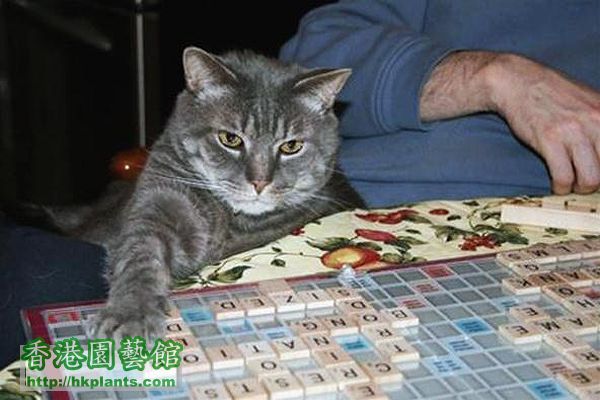 Cats-That-Play-Scrabble-3.jpg