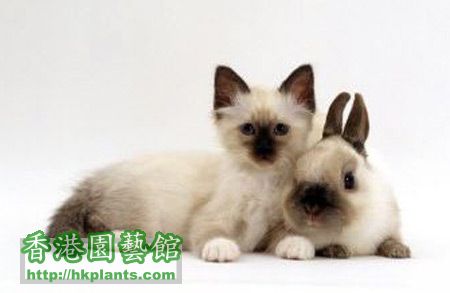 cat-rabbit-2.jpg