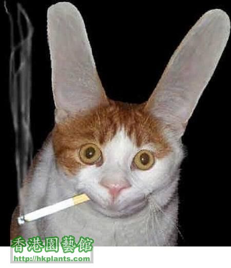 cat-smoking.jpg