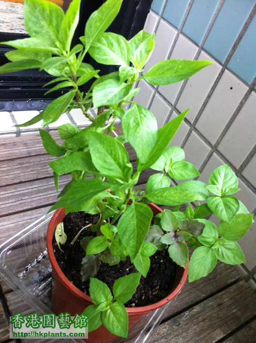 basil 11052012.jpg