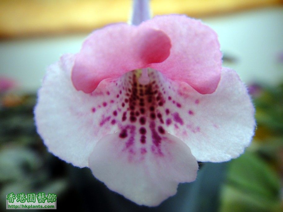 S. May\'s  紅白 Hybrid -a 13 May 2012.jpg