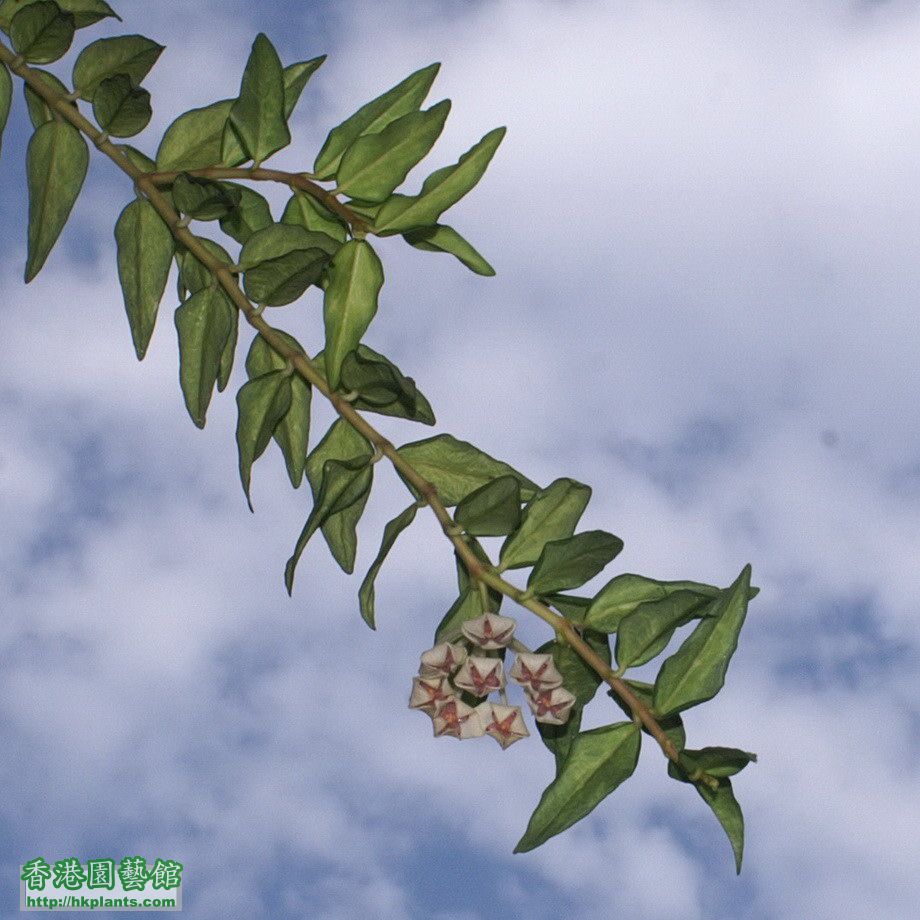 2012-05-13-3-Hoya bella variegata.jpg