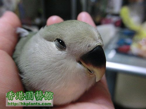 bird4.jpg