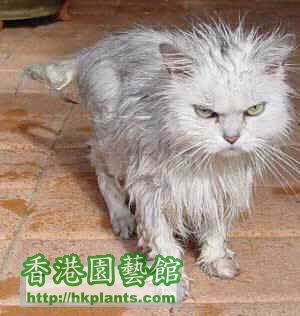 cat_rain jpg.jpg