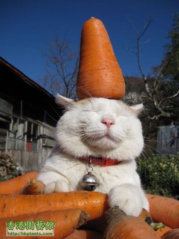 carrot_cat_smile1.jpg