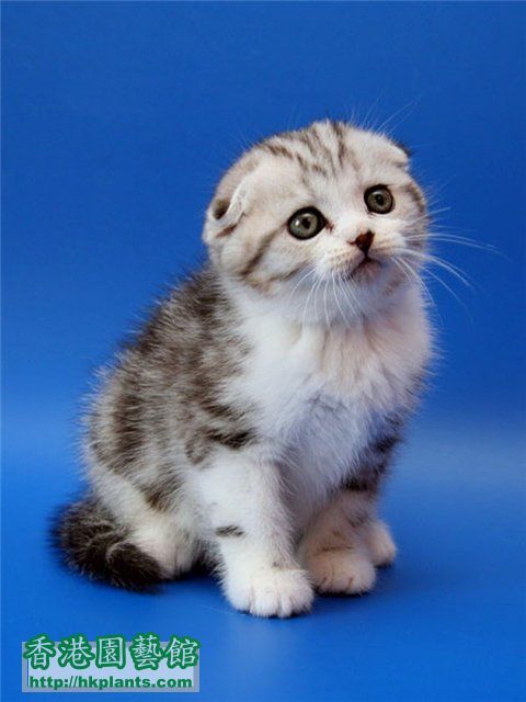 kittens-kawai-image-1.jpg