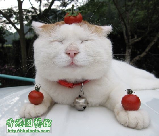 white-cat-tomato-head-garden-1263993781u.jpg