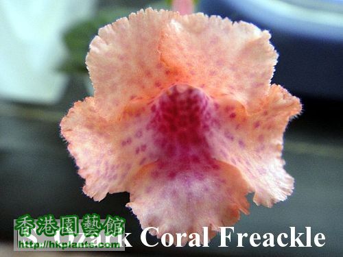 S. Ozark Coral Freckles.jpg