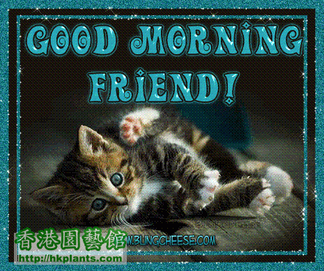 0_good_morning_kitty_friend (Small).gif