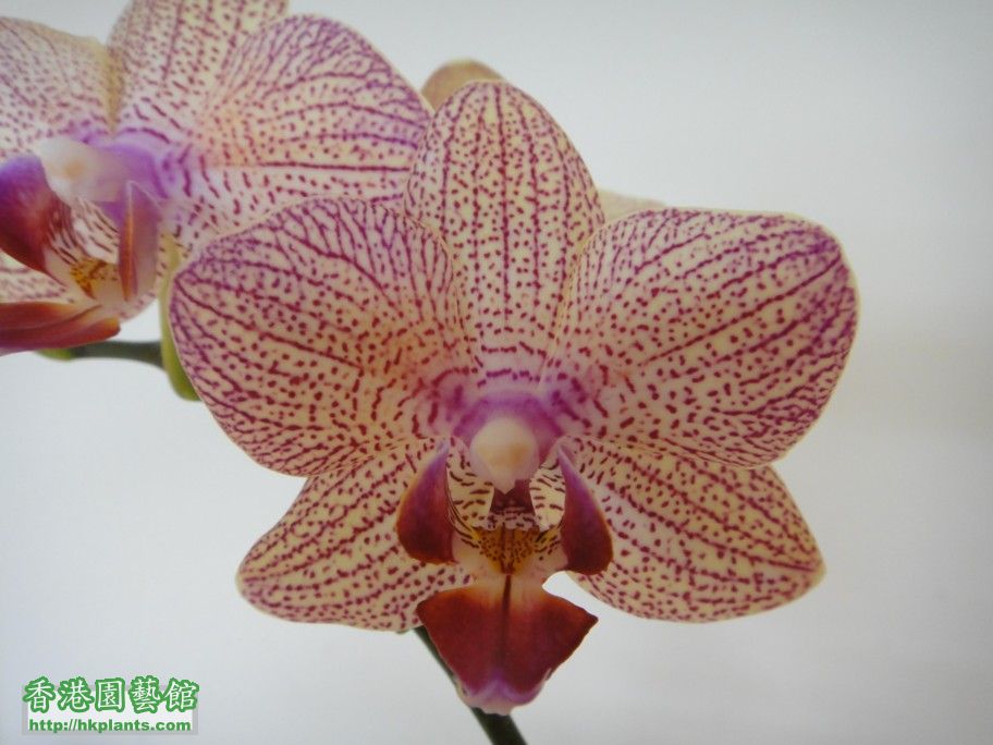 Phal.Hybrid 14-a 06 Apr 2012.jpg