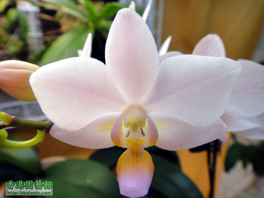 Phal.Hybrid 16-b 06 Apr 2012.jpg