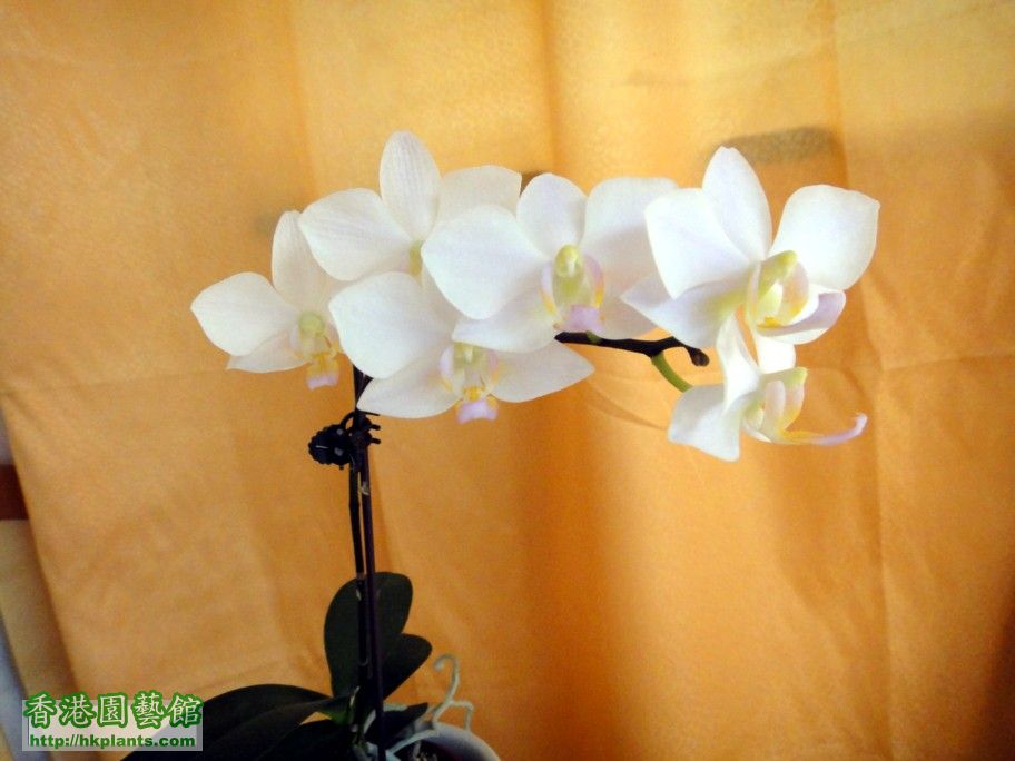 Phal.Hybrid 16-e 06 Apr 2012.jpg