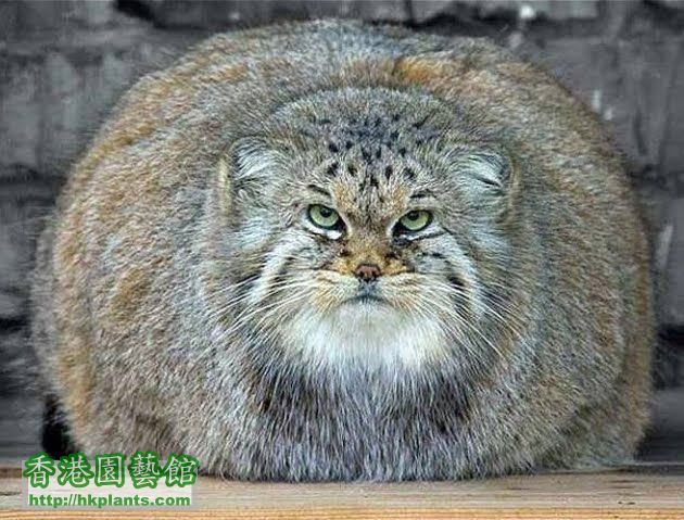 fat cat63.jpg