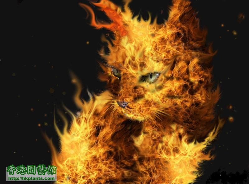 fire_cat_by_artelfic-dxz8ma.jpg