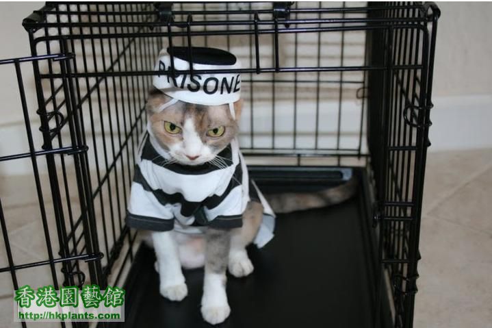 PrisonerCat.jpg