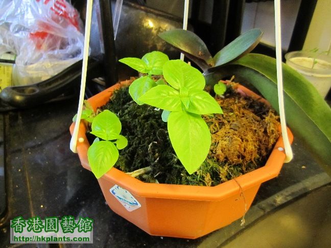 June07_Sweet Basil.JPG