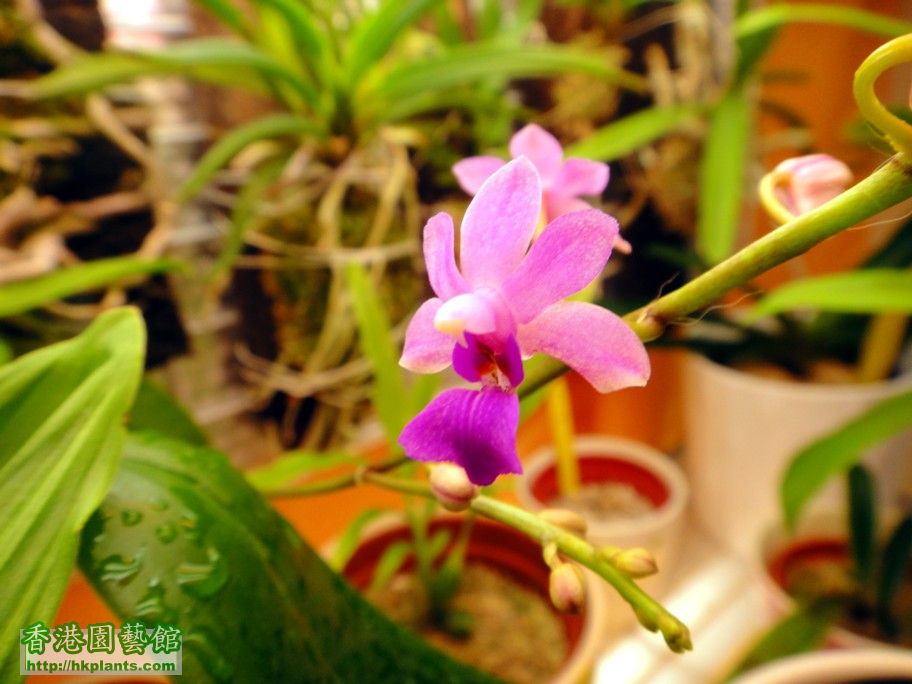 Doritis pulcherrima var. coerulea x Phal. deliciosa - b 09 Jun 2012.jpg