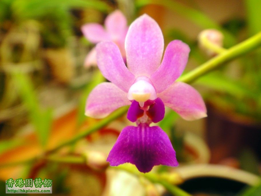 Doritis pulcherrima var. coerulea x Phal. deliciosa - a 09 Jun 2012.jpg