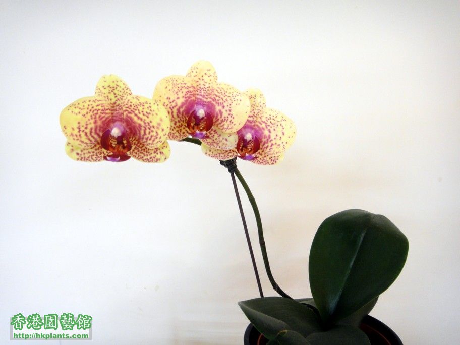 Phal.Hybrid 17-c 09 Apr 2012.jpg