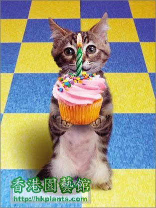Birthday-Cat.jpg