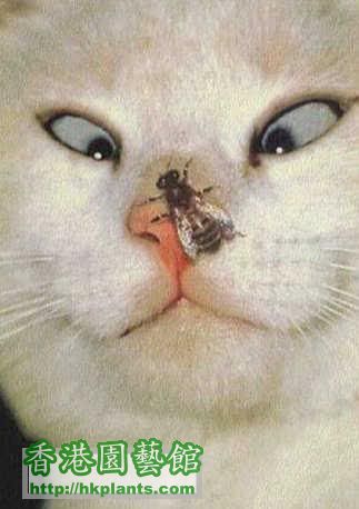 cross-eyed-cat-fly-on-nose-feline-h.jpg