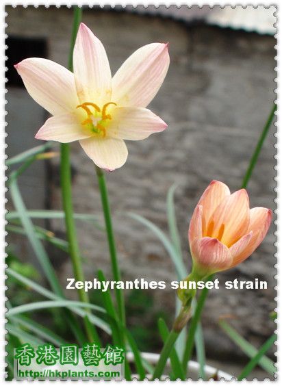 Zephyranthes sunset strain.jpg