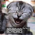 cats (56).gif