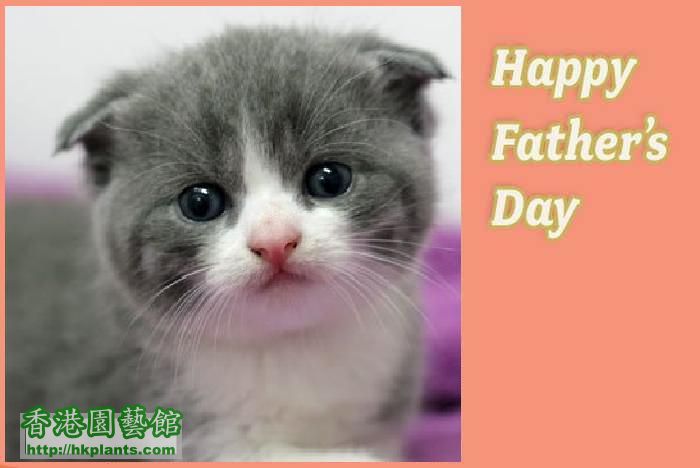 NEAS_FathersDay2012_Kitten.jpg