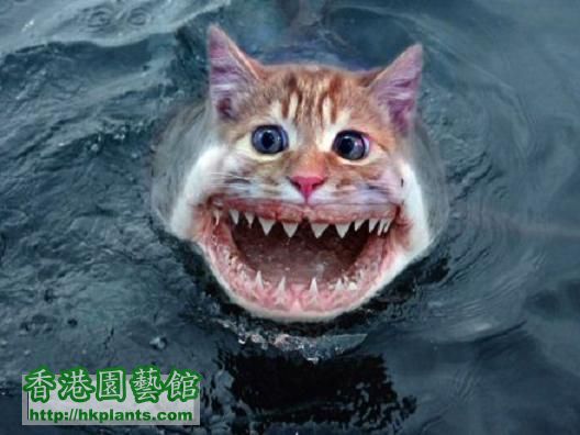 the-shark-cat.jpg