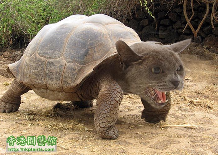 Turtle_Cat.jpg