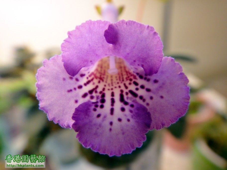 S. HCY\'s Purple Mist -a 20 Jun 2012.jpg