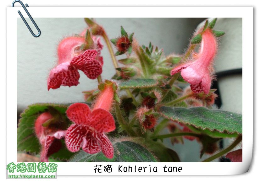 花猫 Kohleria tane.jpg