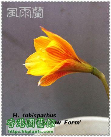 风雨兰 H. tubispathus 'Good Yellow Form'_副本.jpg