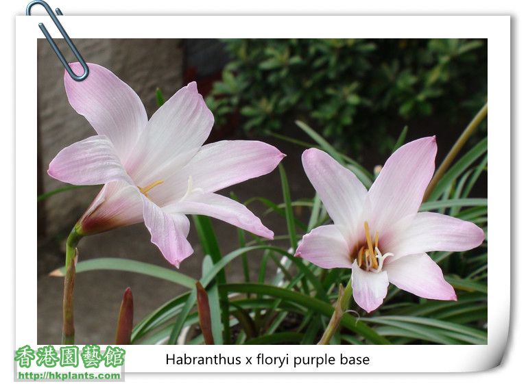 Habranthus x floryi purple base.jpg