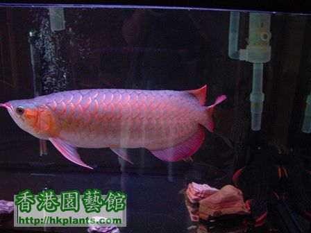 Arowana_2.jpg