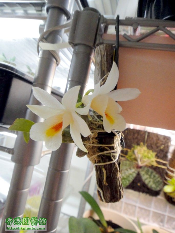 Dendrobium christyanum-d 28 Apr 2012.jpg